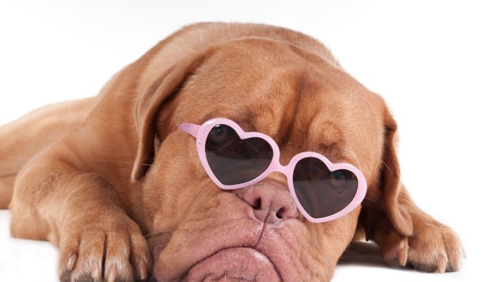 sad dog wearing heart sunglasses